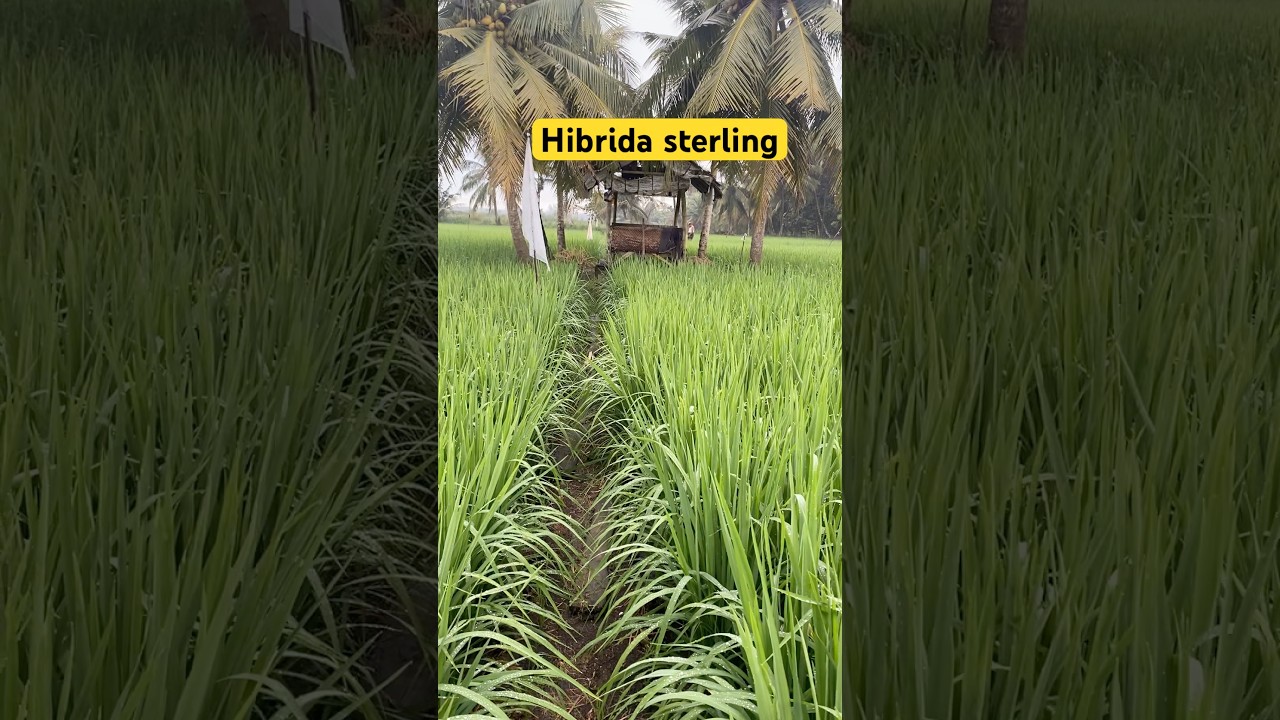 Varietas hibrida sterling B-88 Gold#farming #petanimuda #pupuk #padiunggul