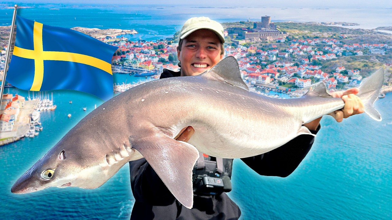 WE CATCH 100 SHARKS IN SWEDEN!! 🦈 🇸🇪