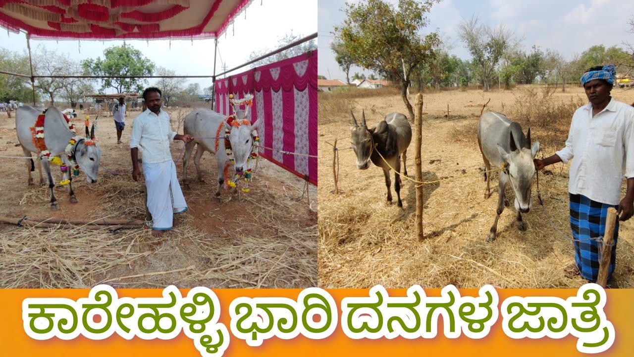 ಕಾರೇಹಳ್ಳಿ ಭಾರಿ ದನಗಳ ಜಾತ್ರೆ Karehalli Bhari Danagala Jatre