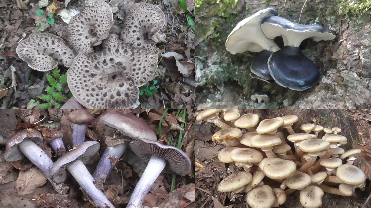 【きのこ狩り】コウタケ新規開拓中にナラタケ、ヌメリササタケ、ヒラタケ、お久しぶりのヌメリアイタケこんにちは！