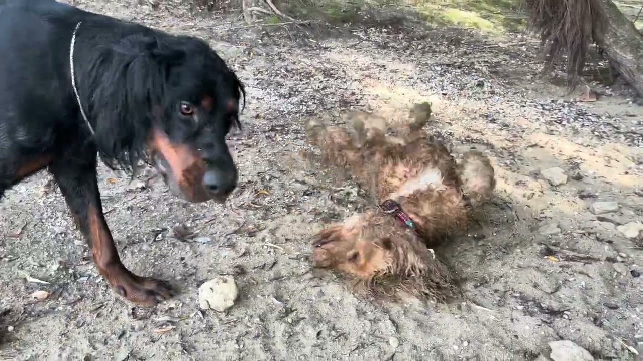 Alf and Izzy playing by the riverside
