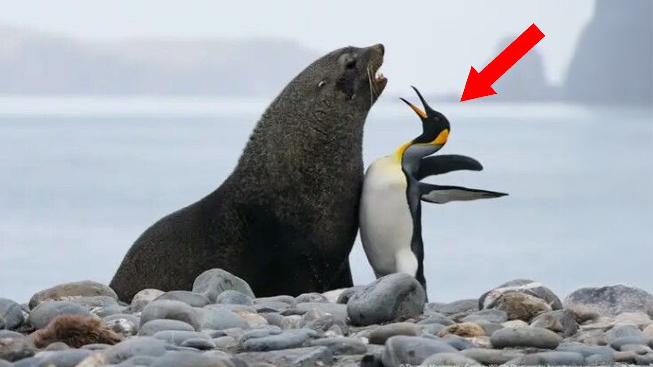 YOU WILL DIE LAUGHING At These FUNNY ANIMAL Moments! 🤣