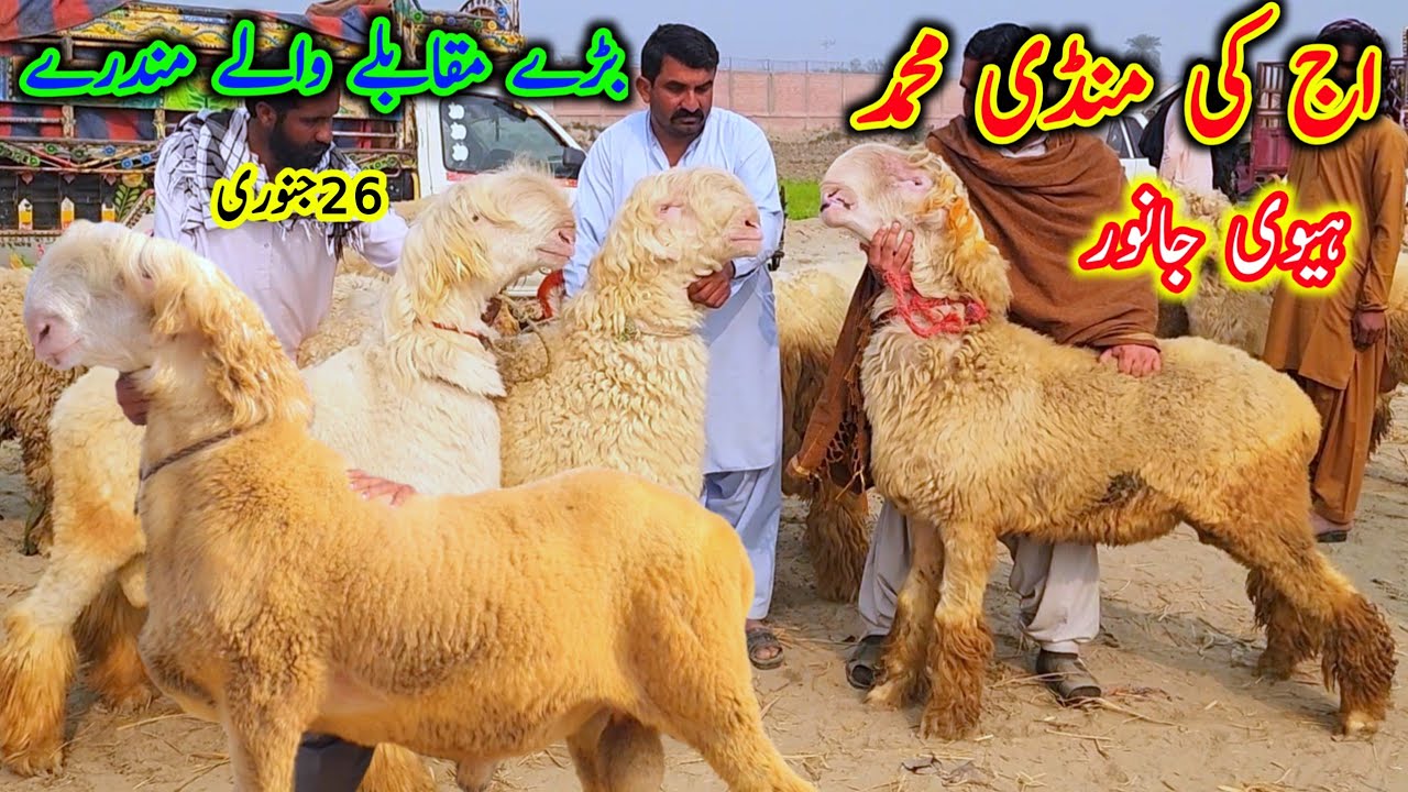 اج کی سستے منڈی محمد پور بڑے ہیوی مندرے زیرو سائز مندرے مندری بھیڑ 26 جنوری Malik Imran Goat Farm 