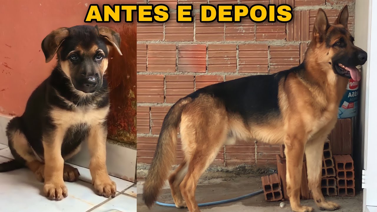 EVOLUÇÃO DO PASTOR ALEMÃO FILHOTE (Baruk)