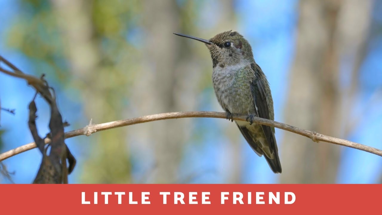 Little tree friend