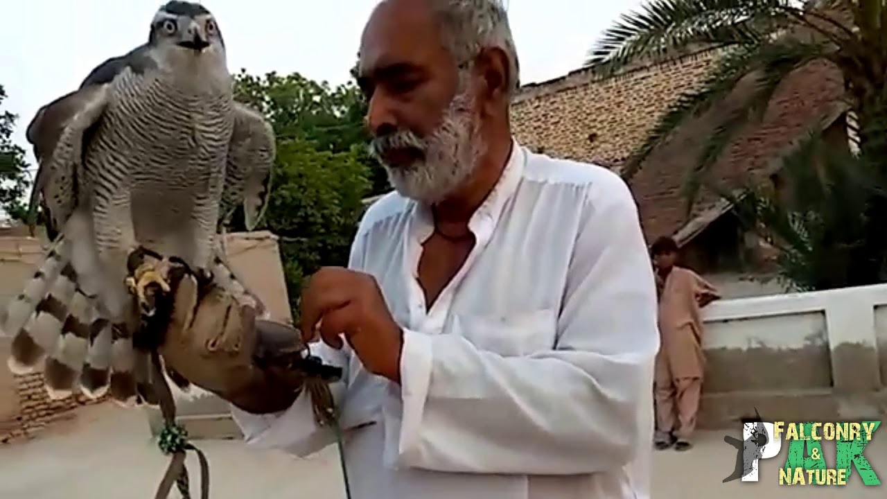 Goshawk training by an old experienced falconer