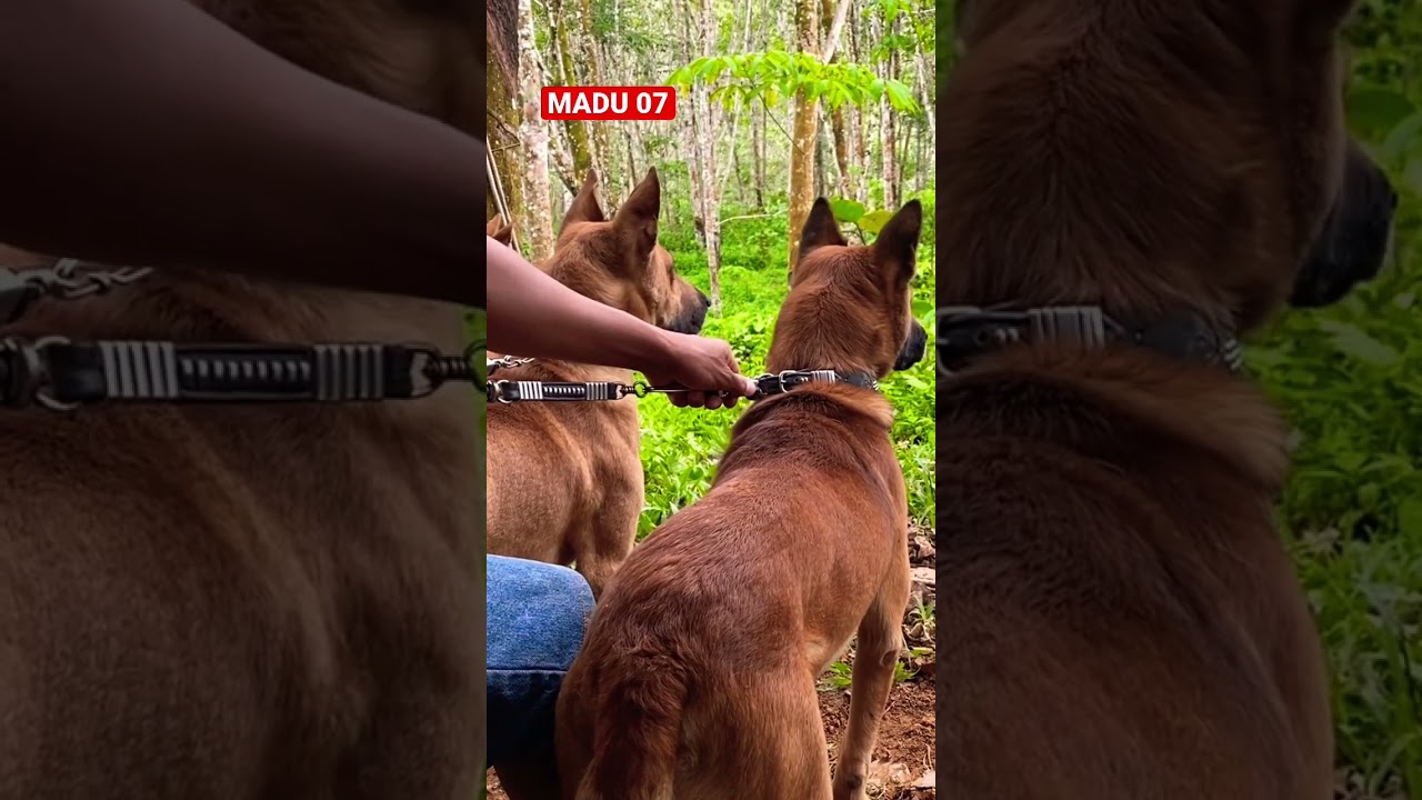 #big #anjing #merah #dogslover #anjing #berburu #dog #hutan #kejar #hunting #pig #dogs #hunting