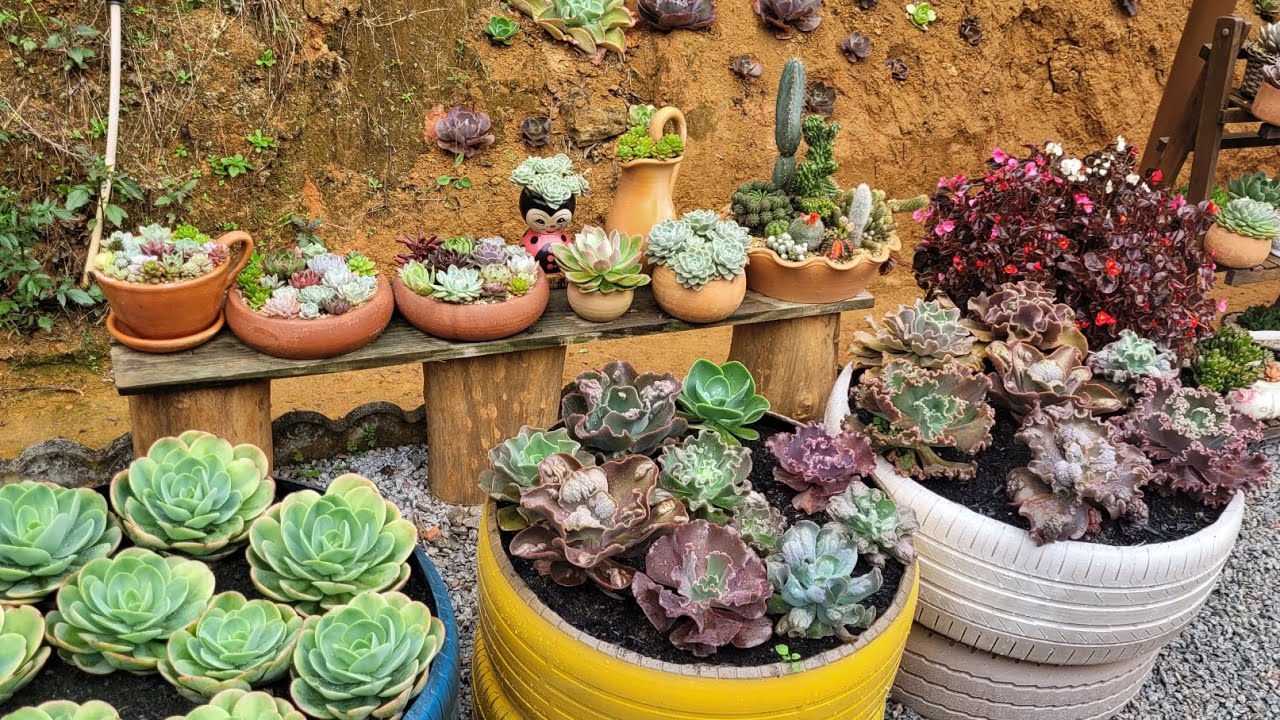Plantei suculentas  no barranco e fiz um cantinho  novo pro jardim #jardim #suculentas 