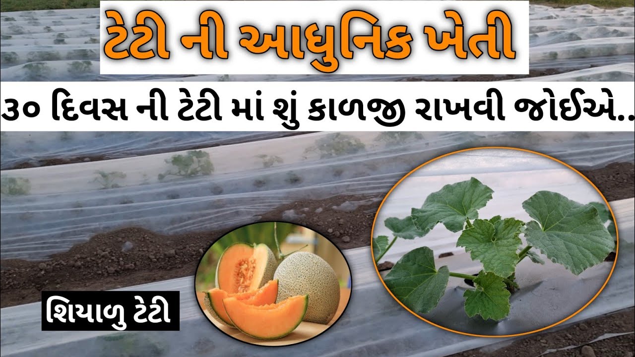 Teti's farming | Information about Teti's farming | 30 divas ni teti ma su karvu joye #agriculture #gujarat