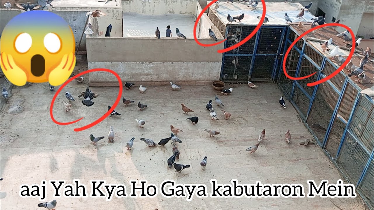 Aaj Ke ladaeya Mein tufan a Gaya 😱😱🌪 🕊🕊