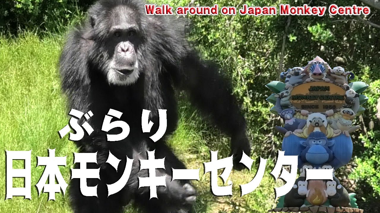 ぶらり「日本モンキーセンター」Walk around on Japan Monkey Centre