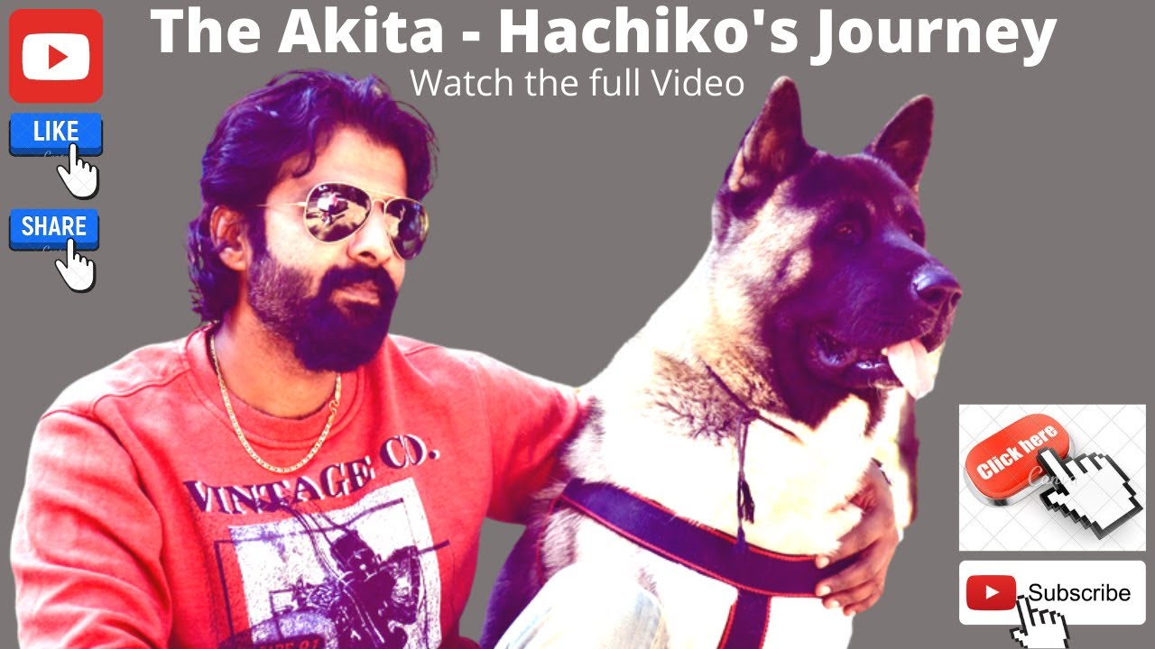 The Akita Dog || Hachiko Journey || Pet Home Boarding