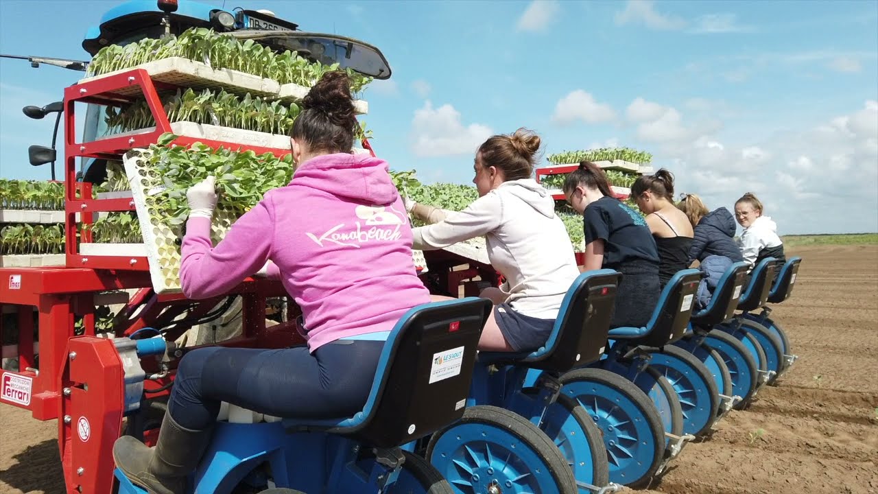Plantation de choux-fleurs