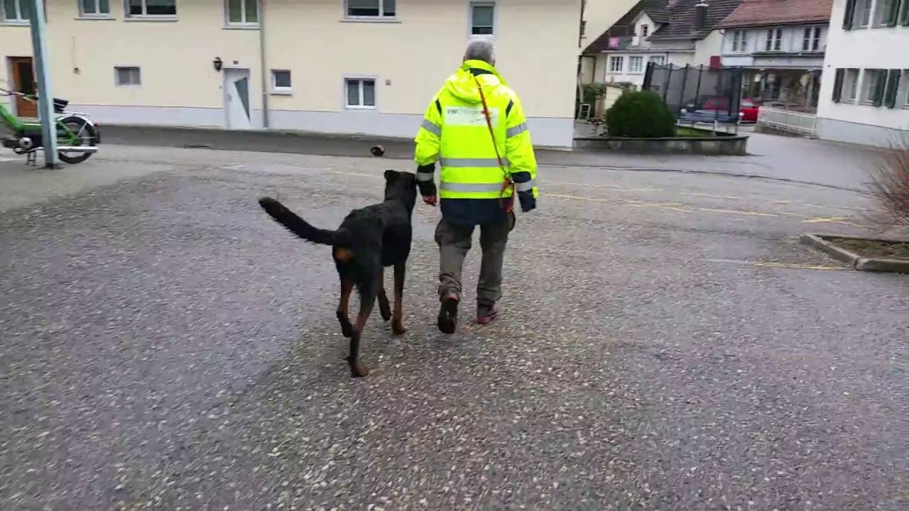 Private Hundeschule Urs Baschung