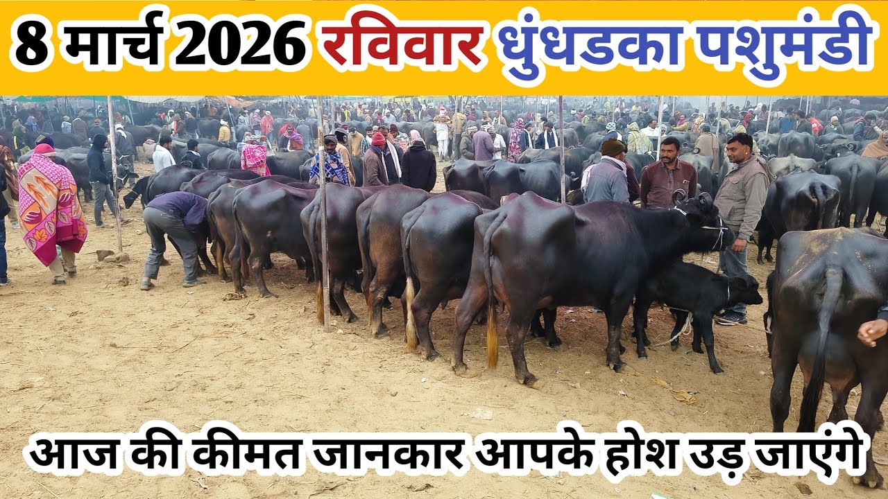 8 मार्च 2026 रविवार धुंधडका पशुमंडी जिला मंदसौर मध्यप्रदेश ll #dhundhadka #धुंधडका #dairyyatrauday 