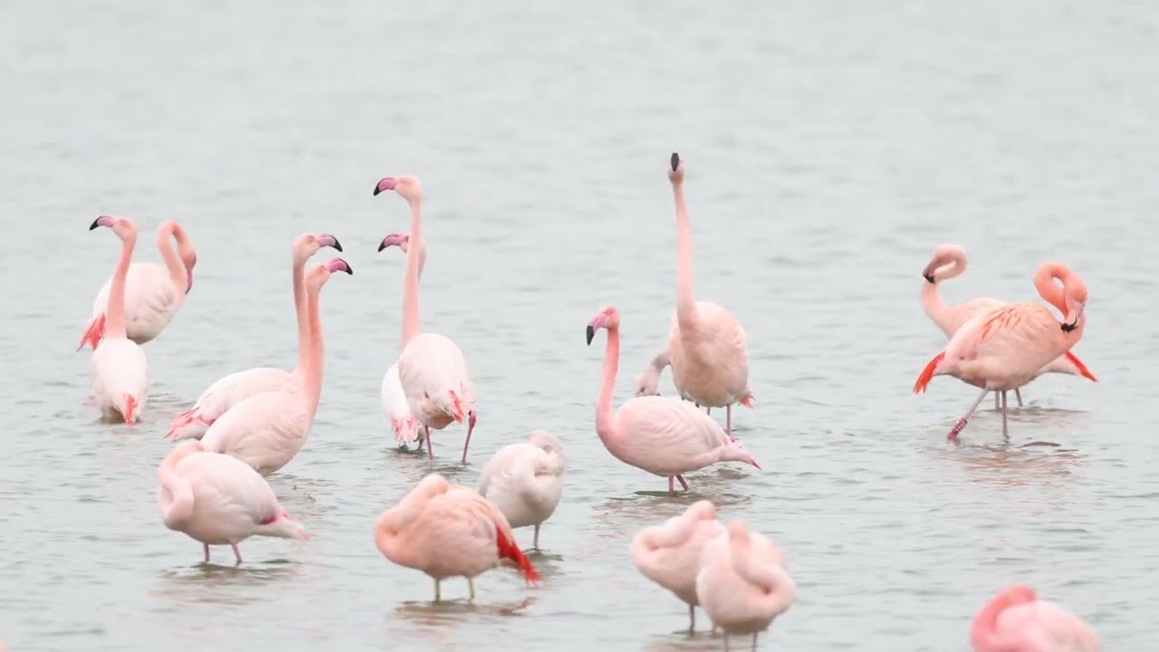 Flamingo's in de Grevelingen