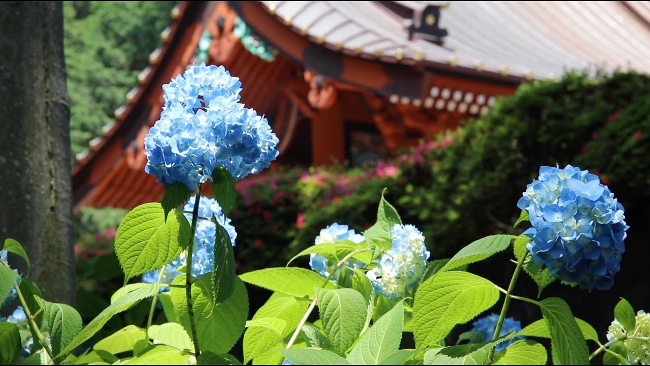 総本山の初夏 2020