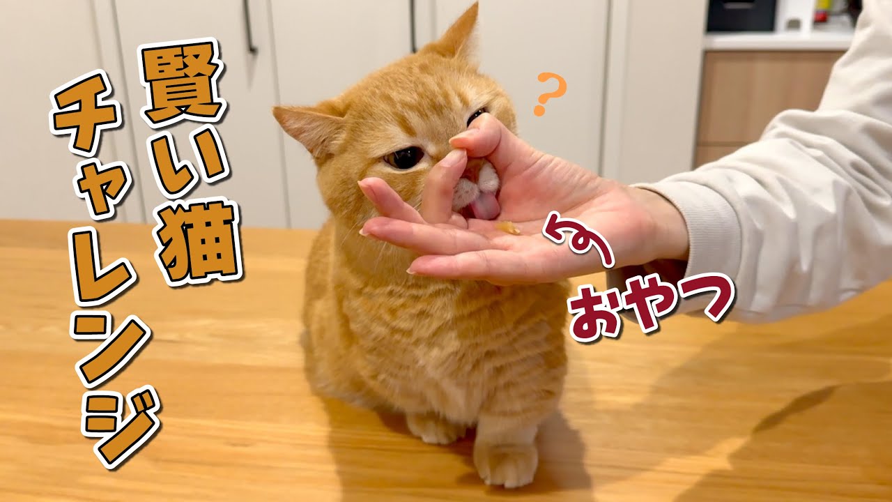 話題の賢い猫チャレンジやってみたら愛猫の反応が可愛すぎた！