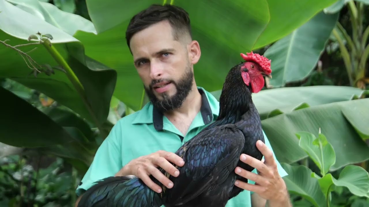 Taller Desde El Nido, origen de las gallinas