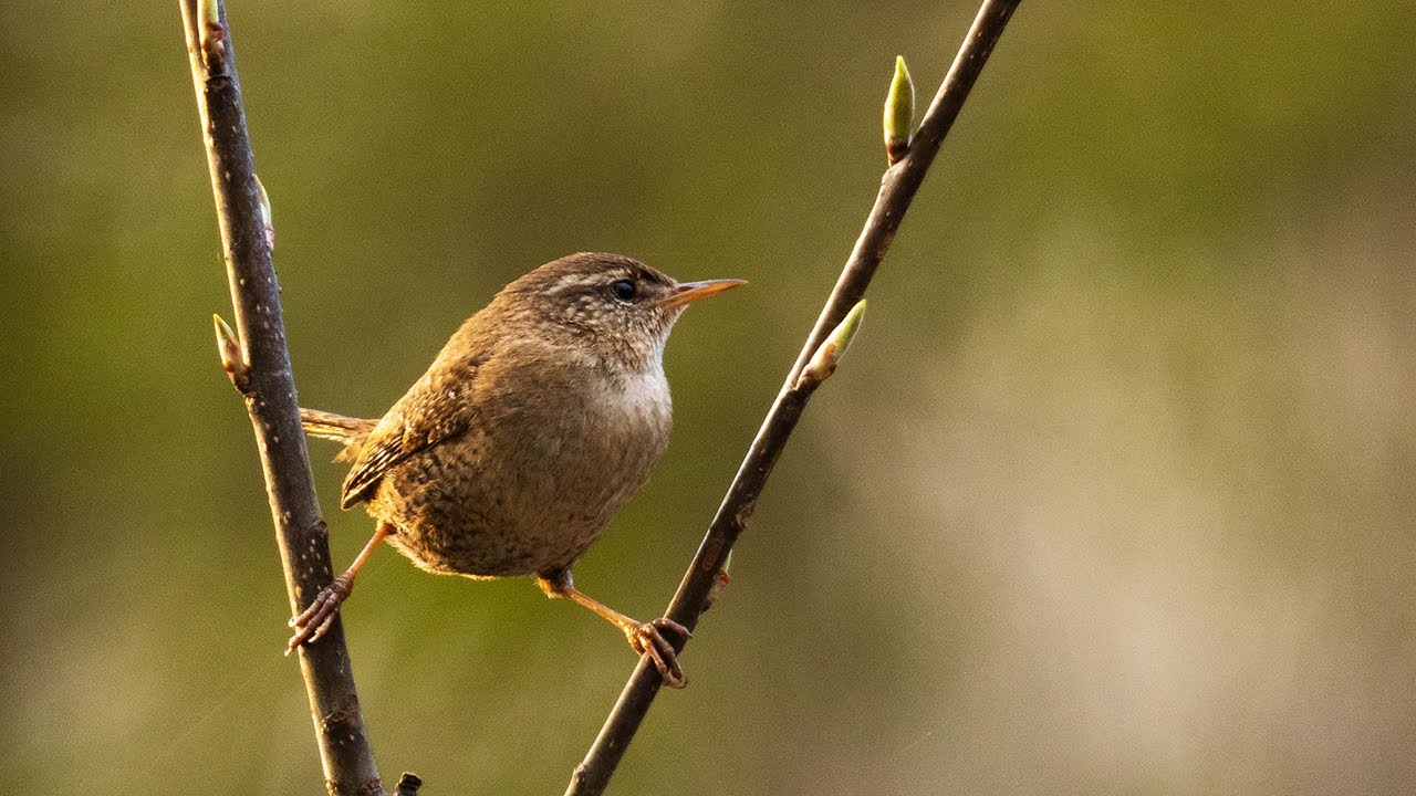 Eurasian wren singing