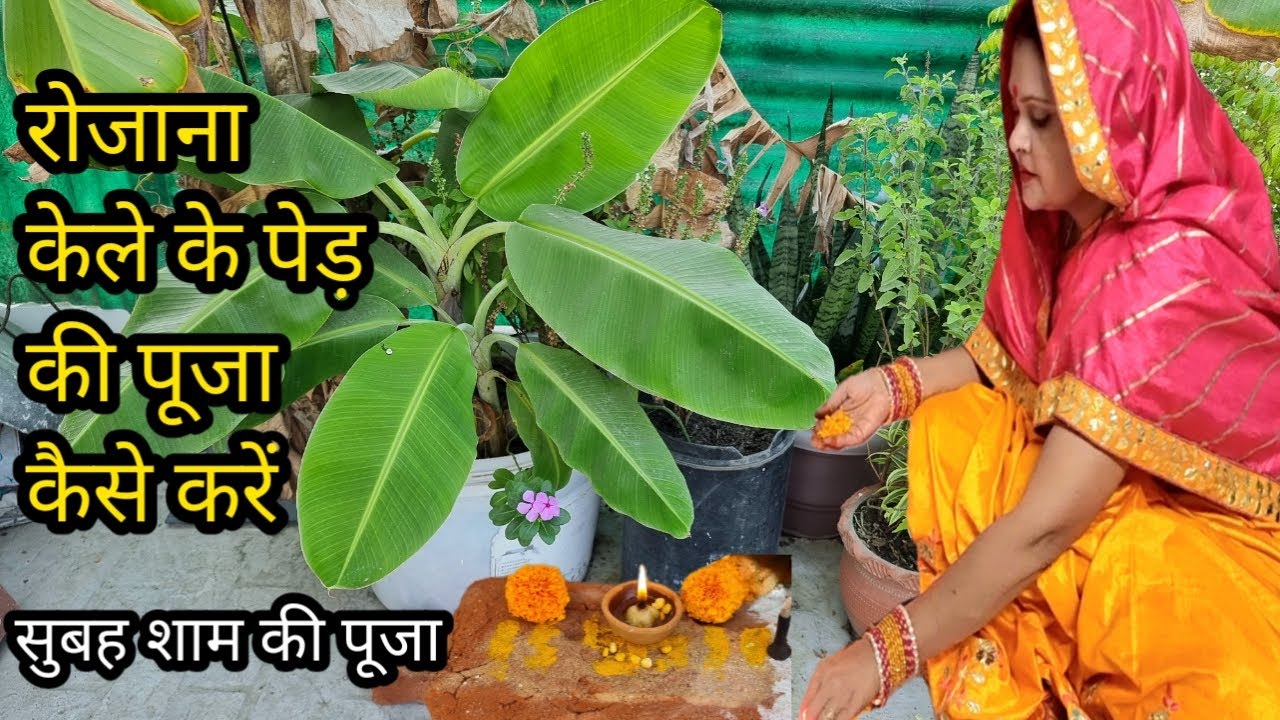 रोजाना केले वृक्ष का पूजन कैसे करें !! Daily banana tree Puja vidhi !! बृहस्पति वार के सम्पूर्ण नियम