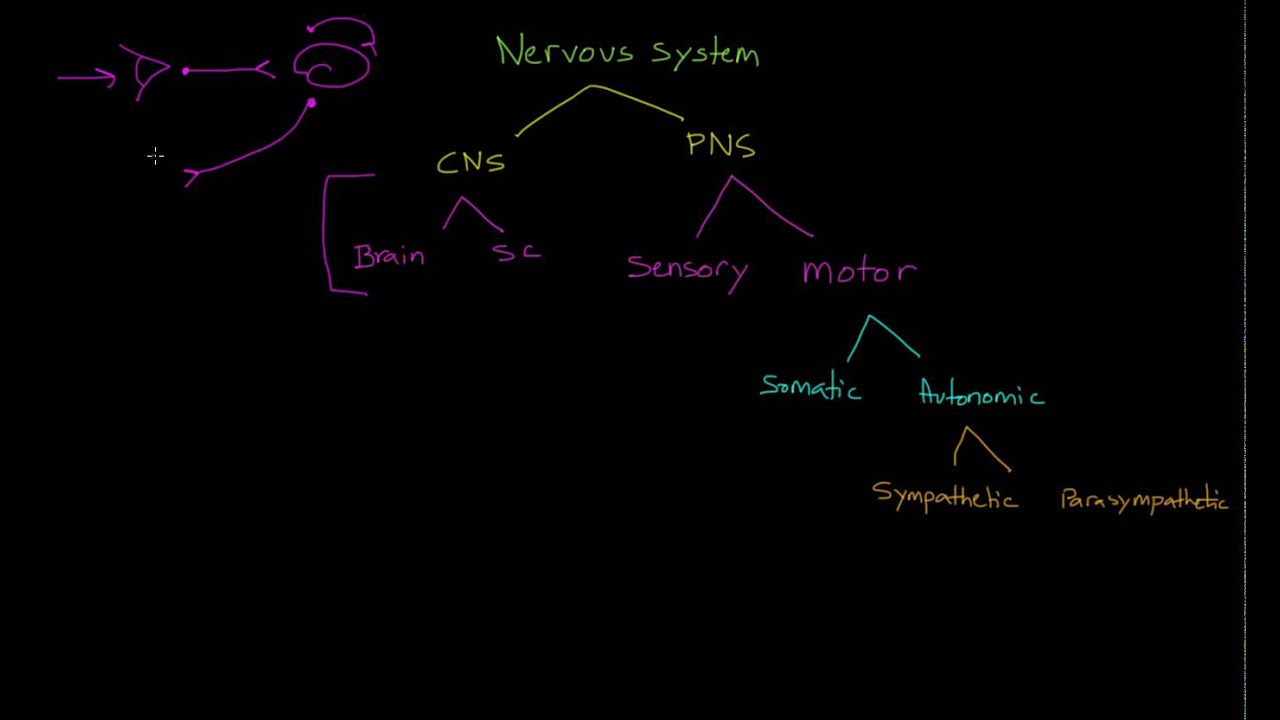 Sensory Neurons, Interneurons, and Motor Neurons