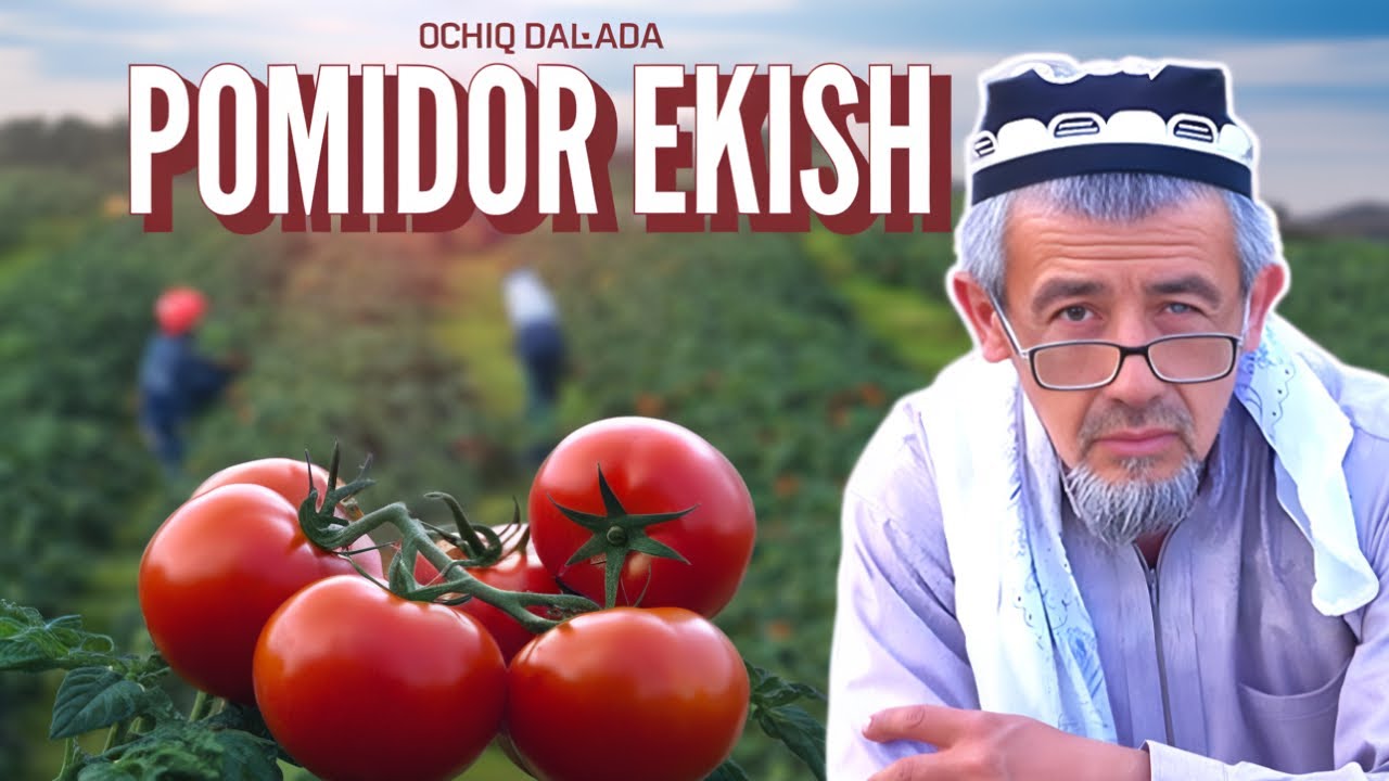 Ochiq dalada pomidor ekish