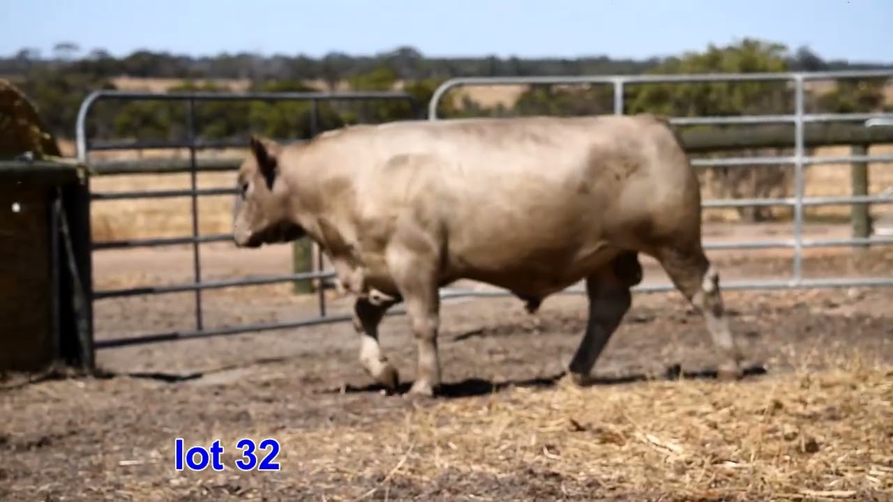 Lot 32  2026 sale