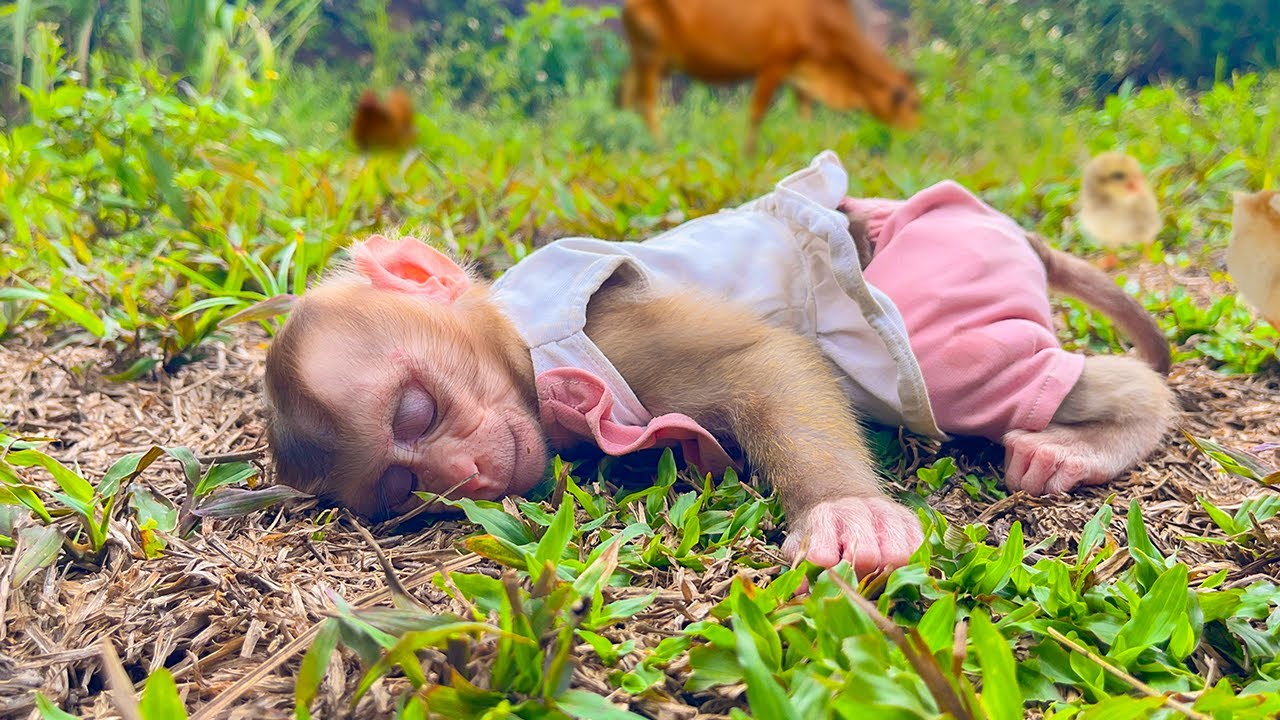 So cute! Monkey Yuyu fell asleep in the field while hiding from Mom to go play!