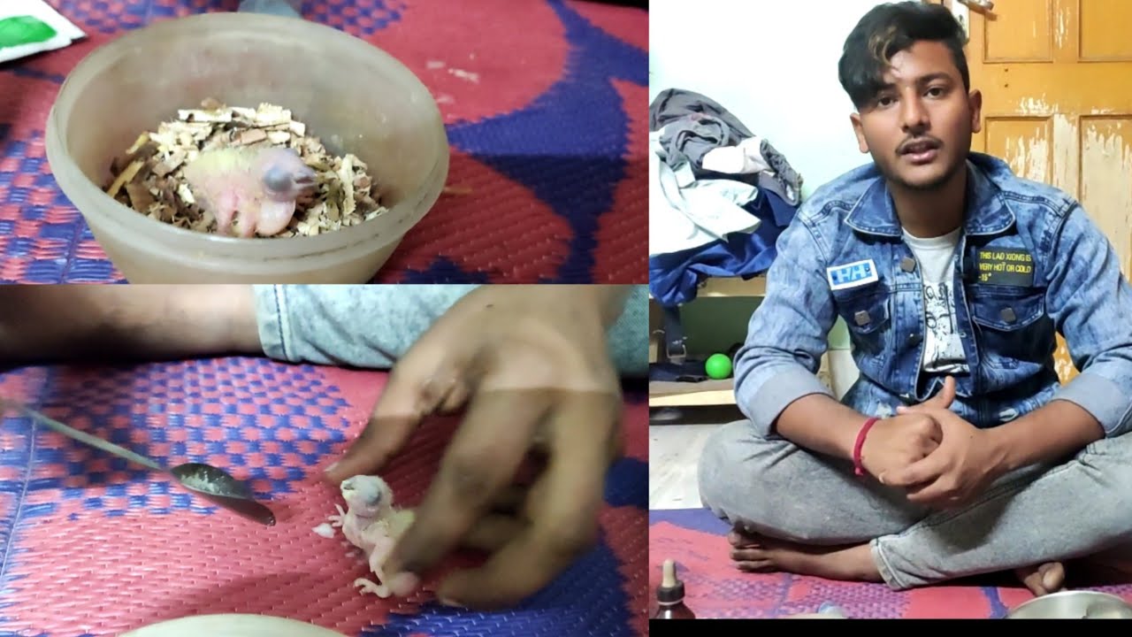 new born bird cheeks hand feeding with 2 simple and different way's.