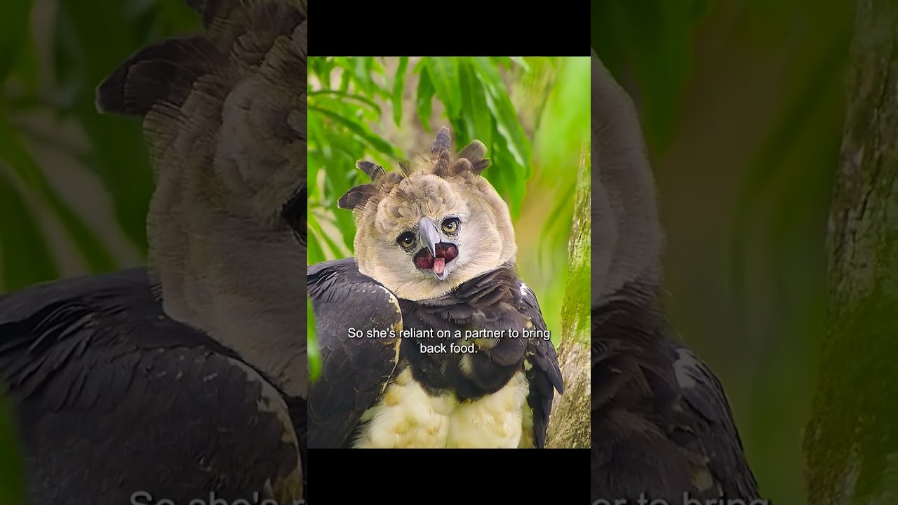 Южноамериканская гарпия проявляет огромную преданность в воспитании своих детенышей #дикая природ...