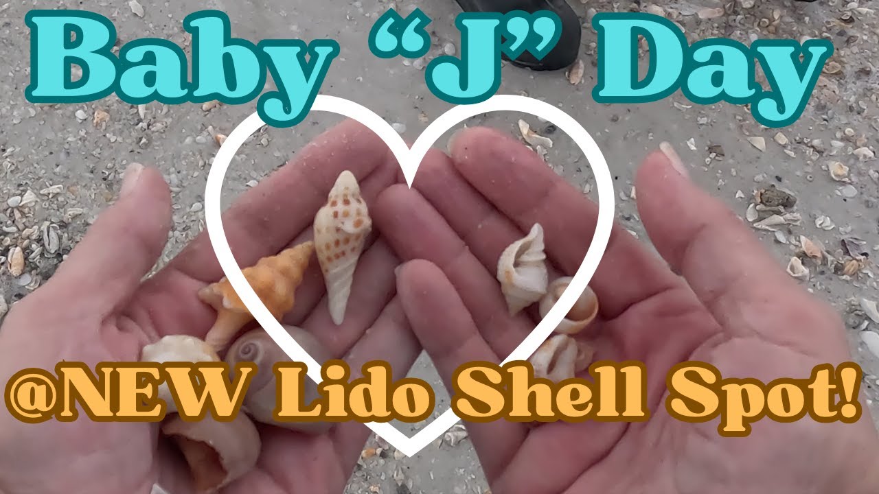 LIDO Key - Baby J Day at a New Shelling Spot!