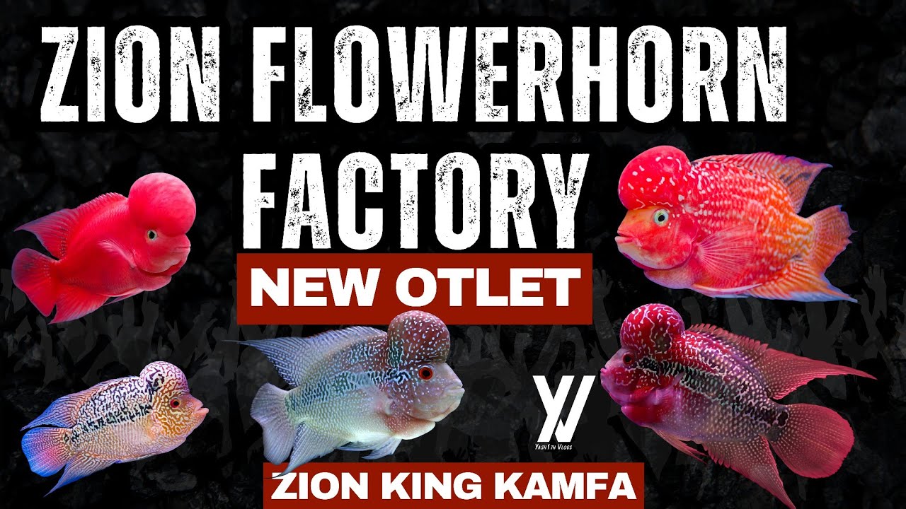 Zion Flowerhorn Factory NEW Outlet Tour  | Rare Imported Flowerhorns | Thailand & Vietnam Collection