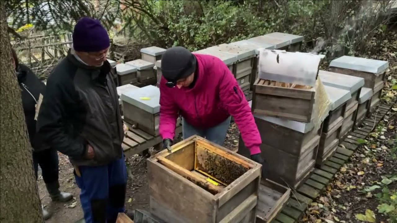 Bio-Imkerei von Susanne - 22.10.21 - Live von Pias Bienenstand