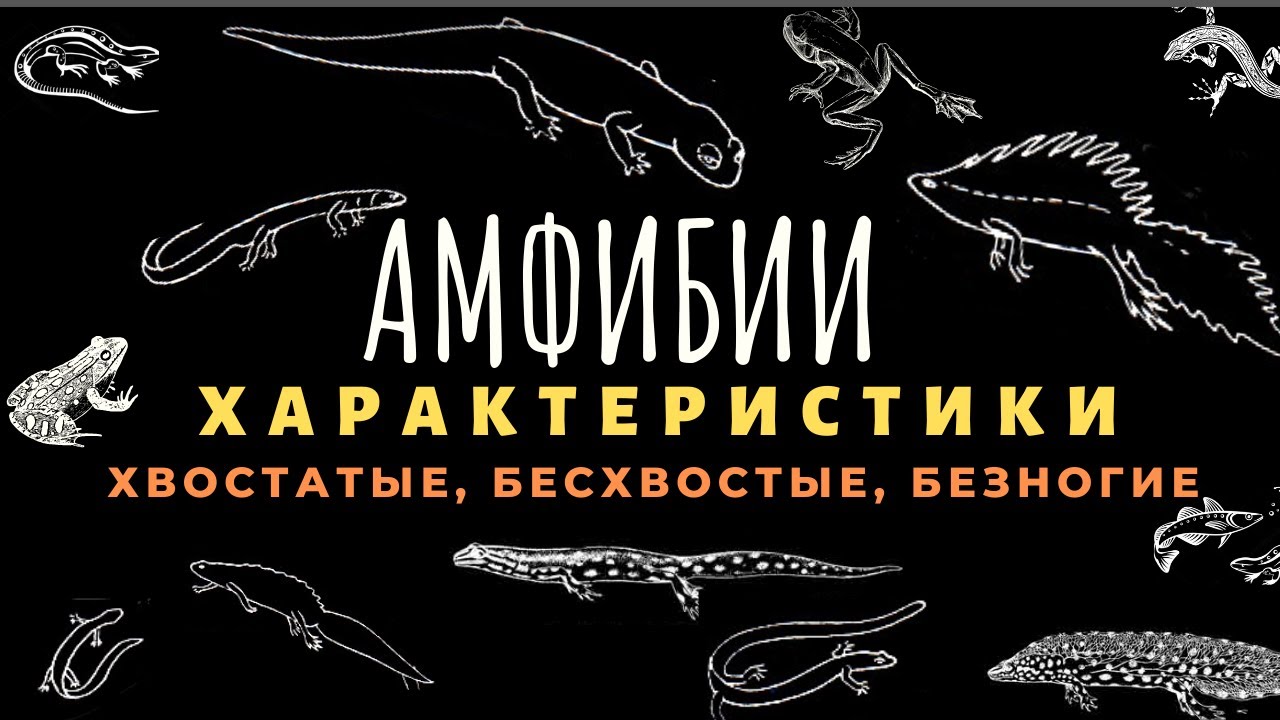 Класс земноводные или амфибии. Биология 7 класс. Земноводные животные. Строение, отличия. ЕГЭ