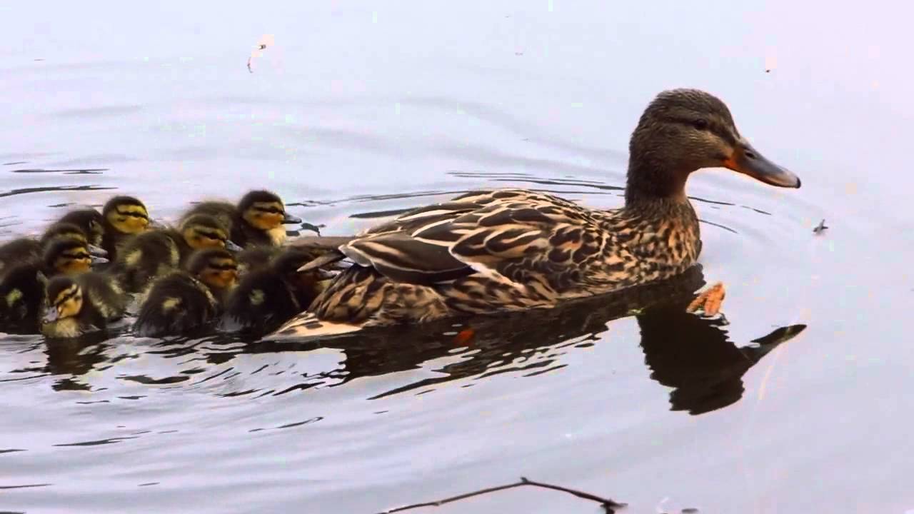 Maman canard et ses canetons