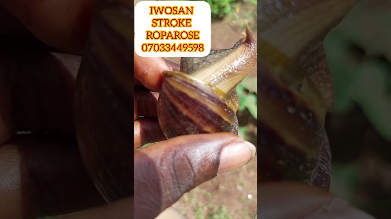 IWOSAN STROKE ROPAROSE