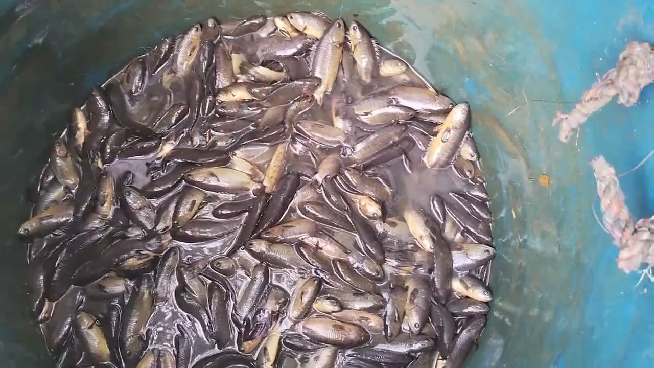 দেশি কই মাছ