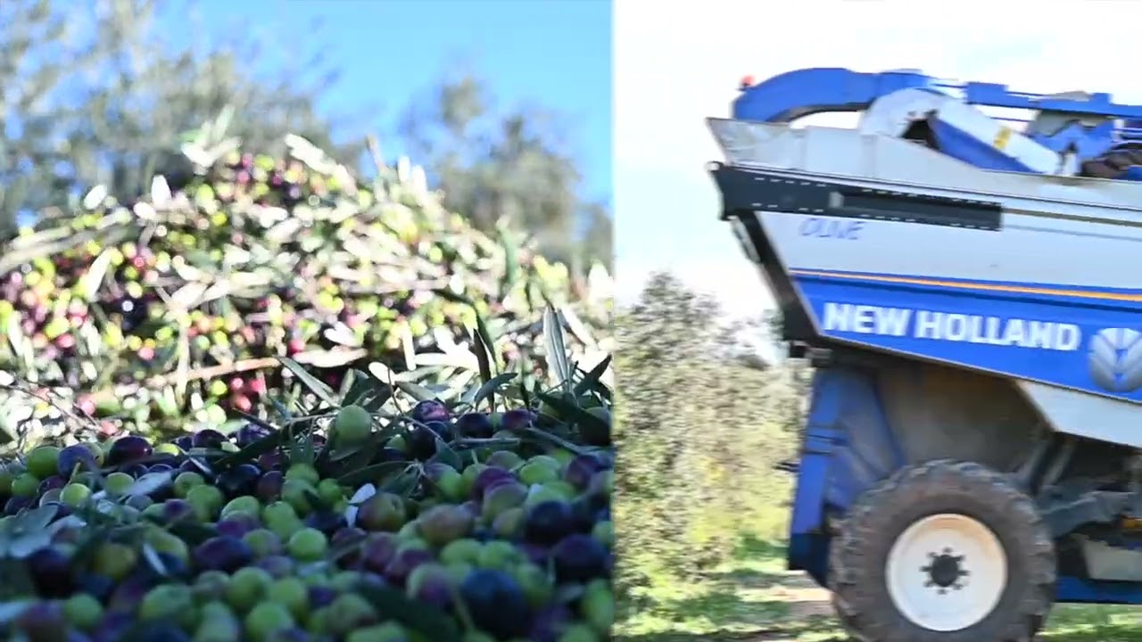 Del vareo tradicional a los sistemas más avanzados de recolección