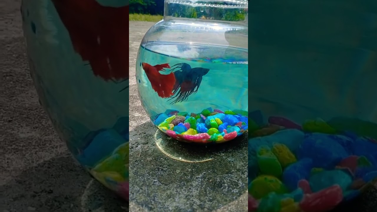 Red and blue betta😳viral video #bettafish #breeding #breedbettafish #redfish #goldfish #guppyfish