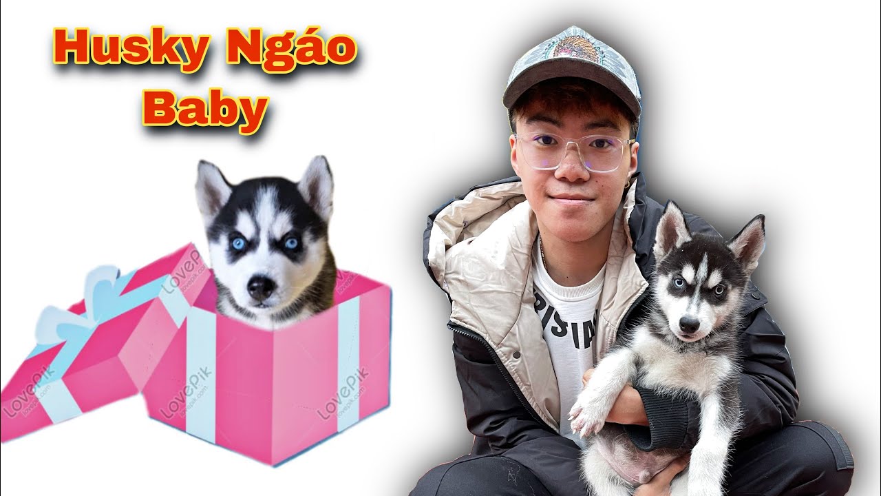 Dương KC | Fan Hâm Mộ Tặng Chó Husky Ngáo Cùng Nhiều Món Quà