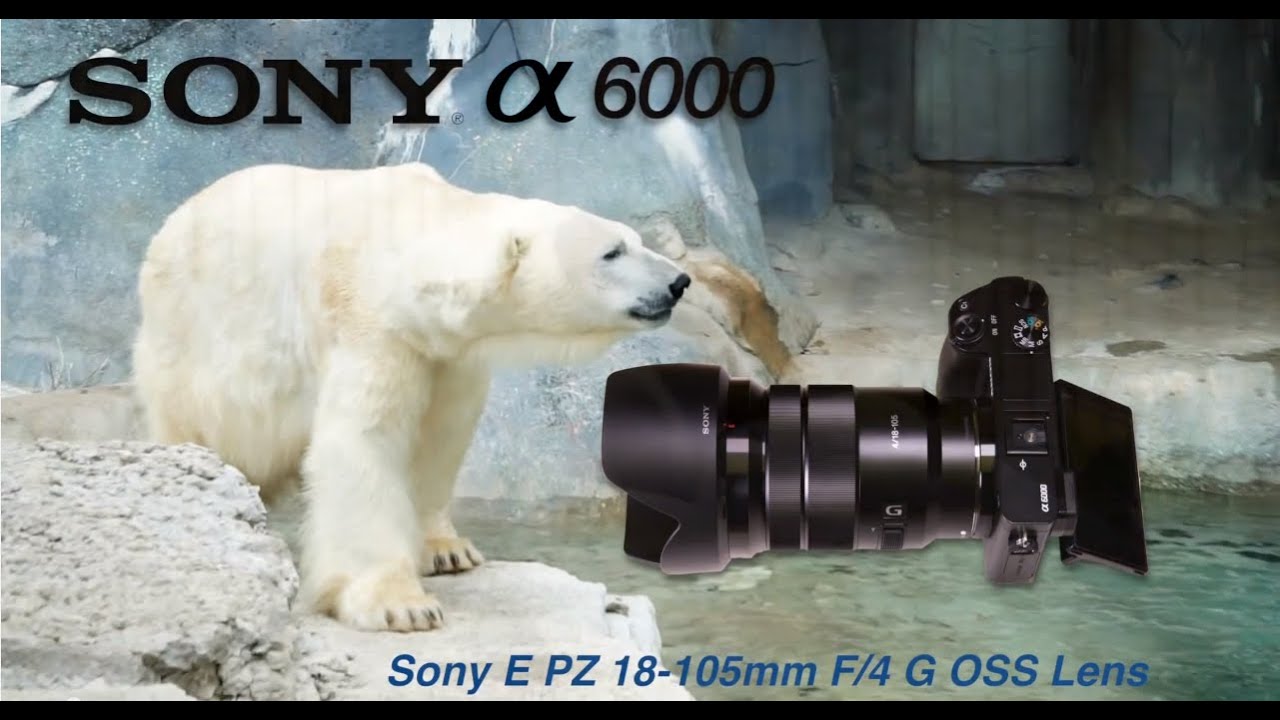 Sony a6000 video sample using (SELP18105G) 18-105mm f/4 G OSS Lens  at the Metro Toronto Zoo