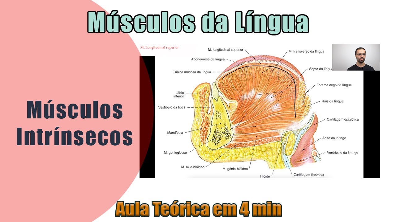Músculos Intrínsecos da Língua - Teórica - Anatomia Humana