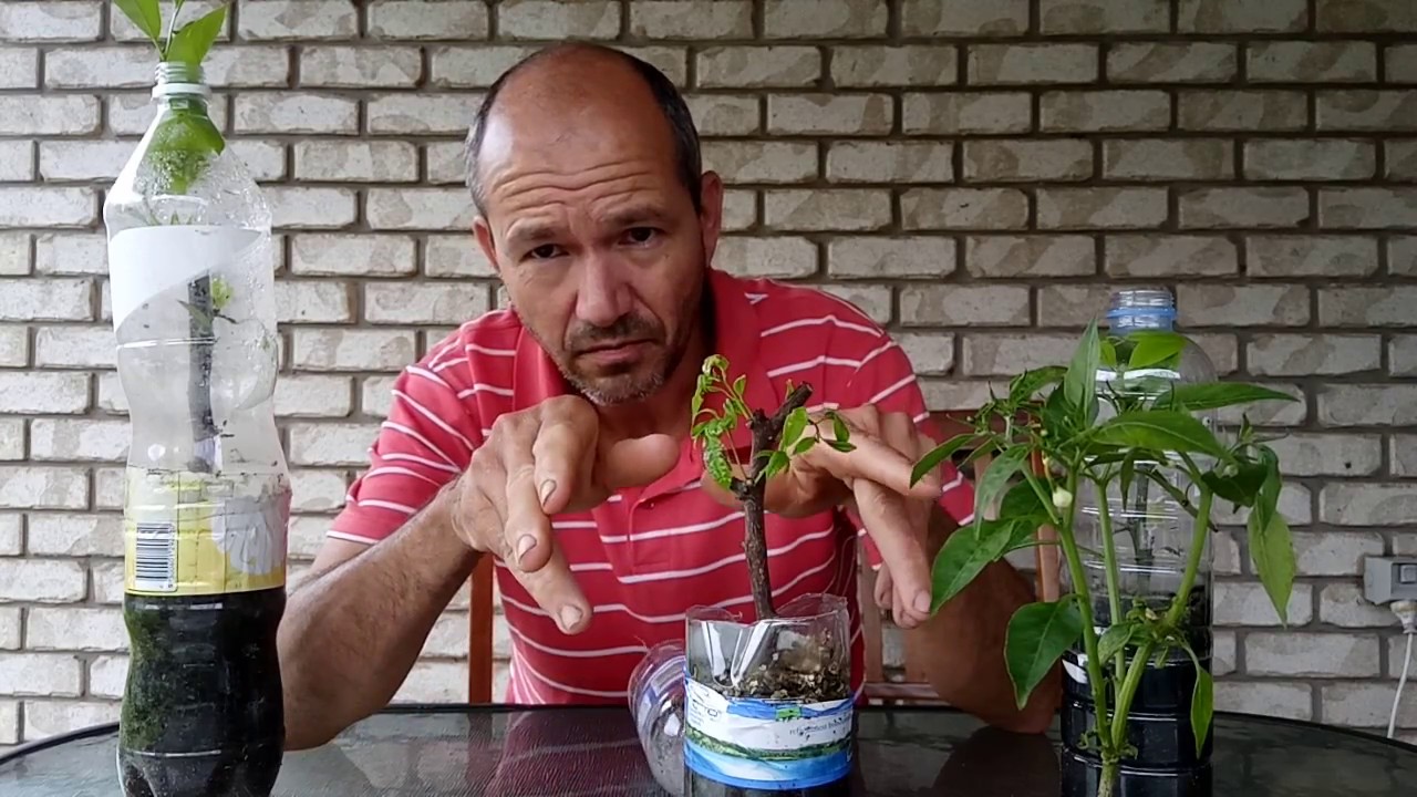 quando devo retira a estaquia da mini estufa! com suçesso sem perder a muda
