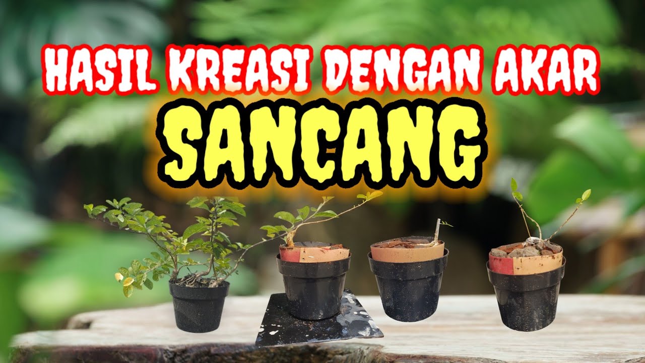 PROSES AKAR SANCANG 24/11/25, BER-KREASI DENGAN AKAR SANCANG