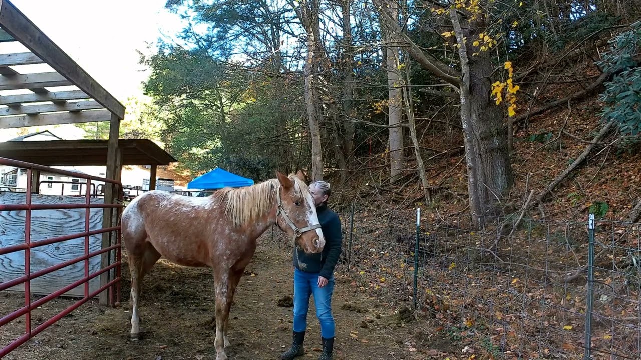 Slowvember day 1. Slow Halter