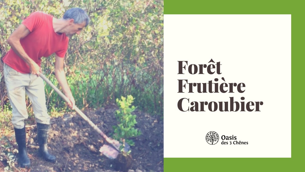 Foret fruiti&egrave;re, plantation de caroubiers