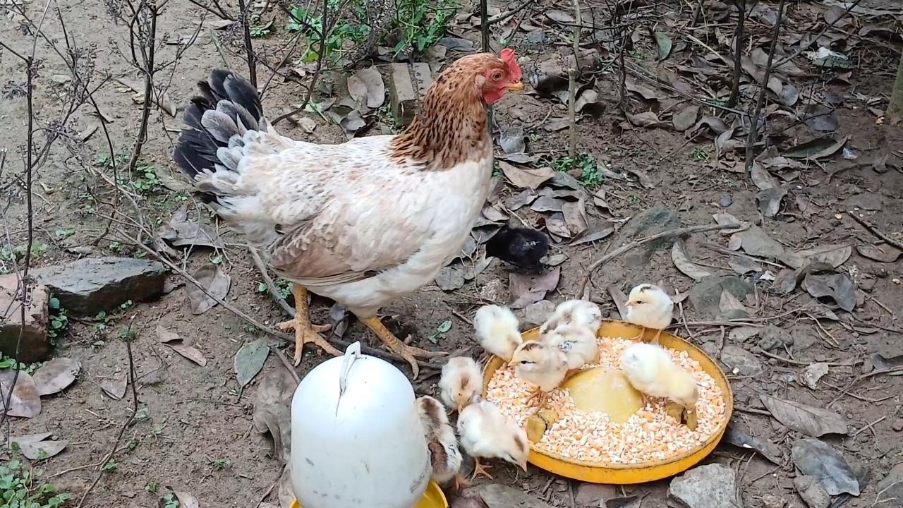 Gà mẹ của tôi sinh đàn gà con vào ngày 9/2/2026