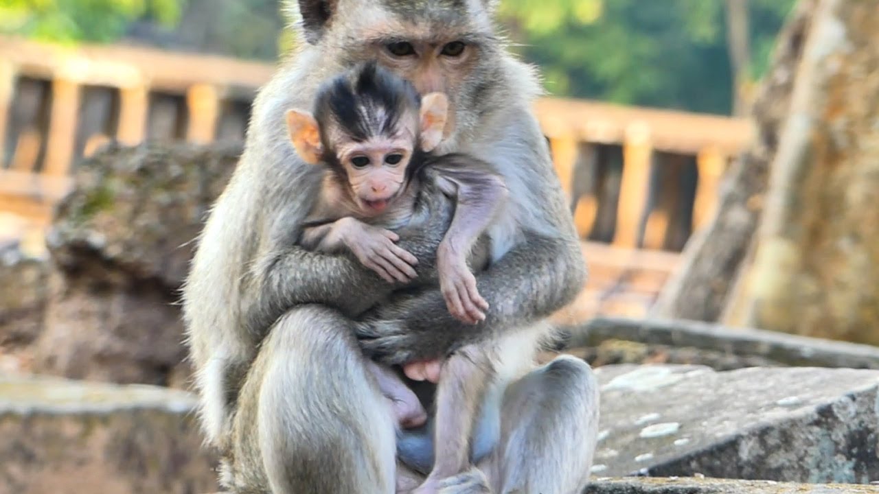 so beautiful lovely babymonkey Bessie , heartwarming Vikki holding lovely baby