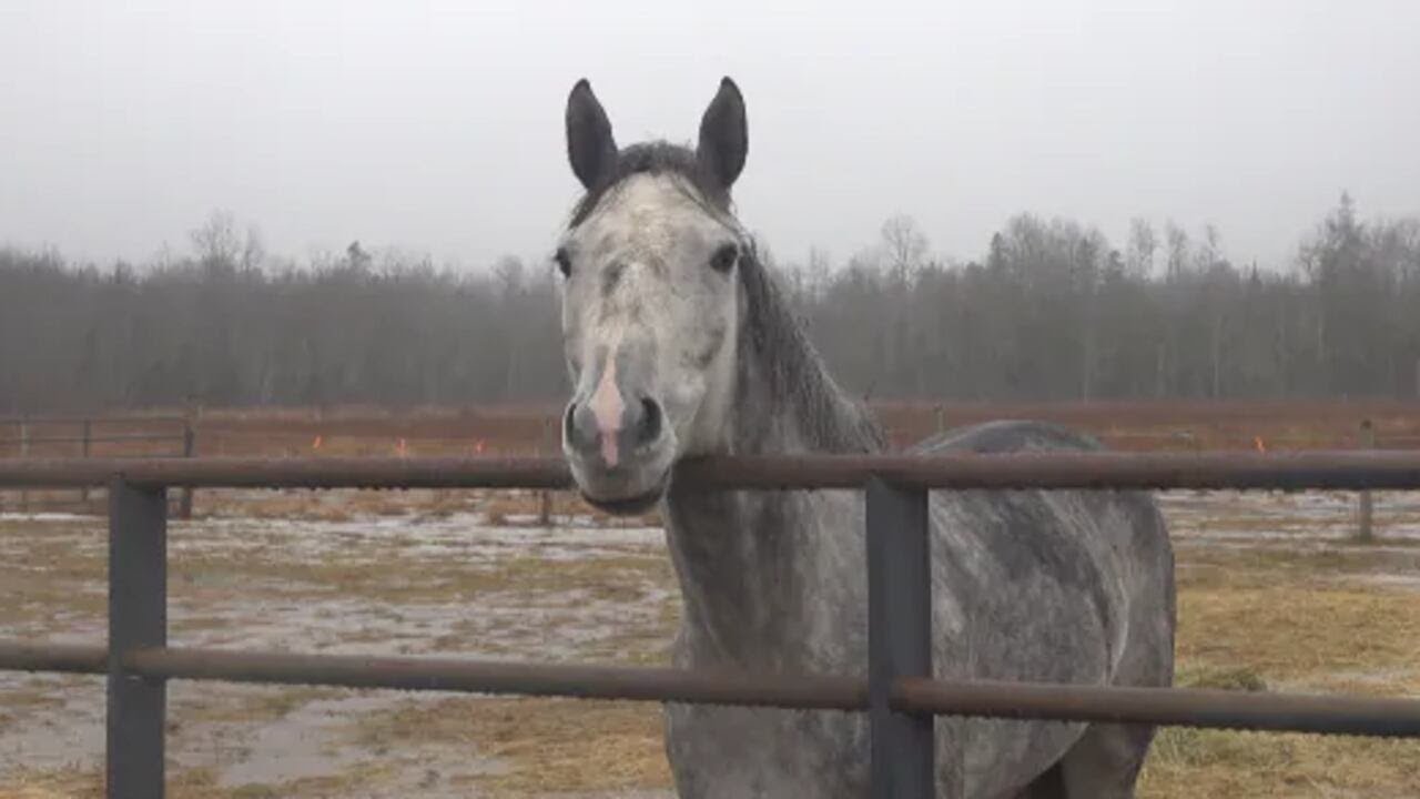 Quarry Ridge opens horse boarding space in Bucksport